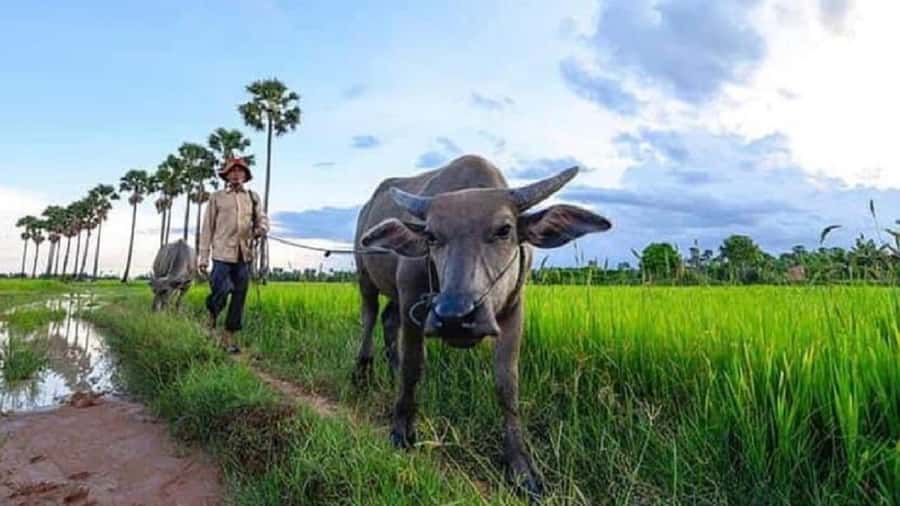 Siem Reap: Guided Countryside Sunset Tour by Jeep - What you eat and drink: simple, useful extras