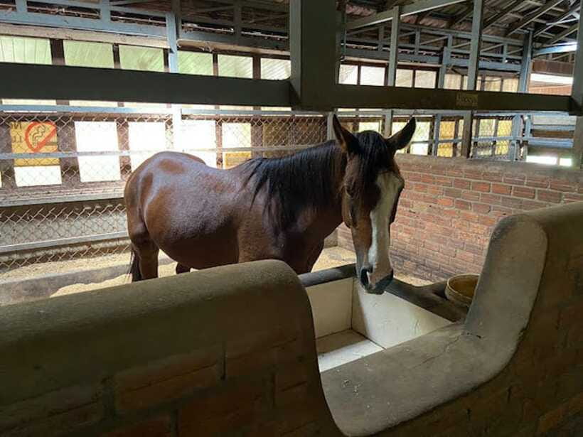 Siem Reap Happy Horse Riding Free Pick-up & Drop-off - Riding through rice fields and toward golden pagoda views