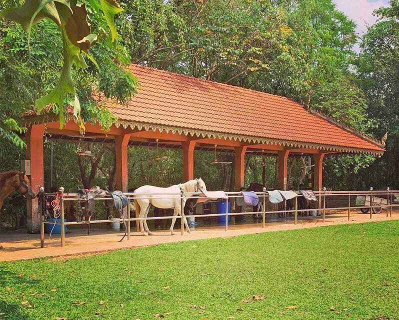 Siem Reap Happy Horse Riding Free Pick-up & Drop-off - Who this ride suits best (and who should think twice)