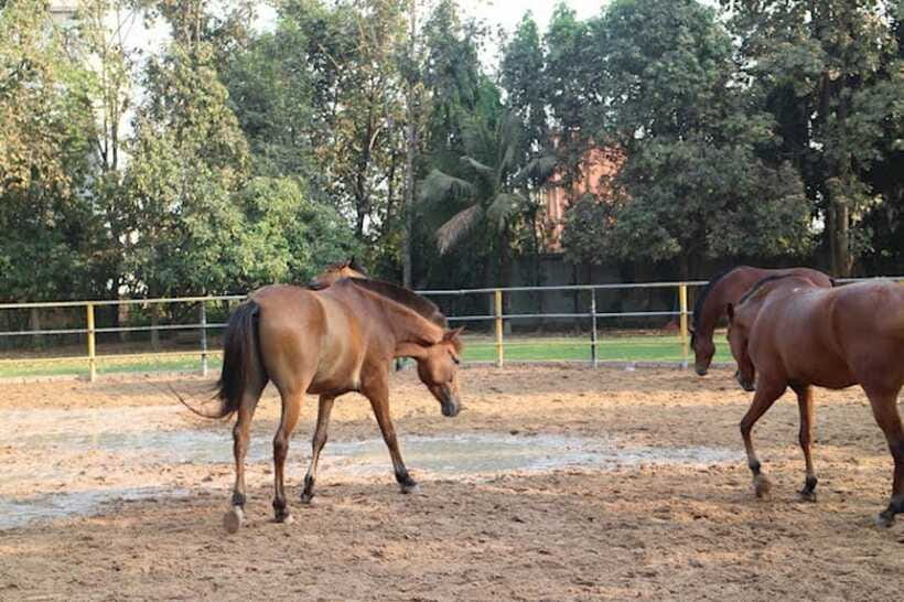 Siem Reap Happy Horse Riding Free Pick-up & Drop-off - Price and value: what $72 actually includes