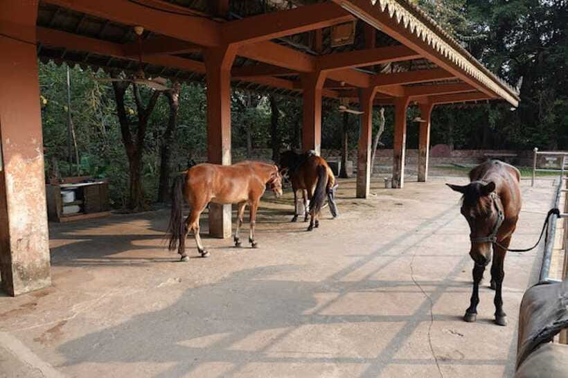 Siem Reap Happy Horse Riding Free Pick-up & Drop-off - A realistic expectations check (so you enjoy it more)