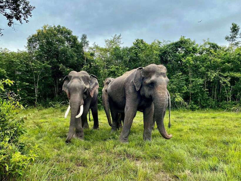 Siem Reap: Kulen Elephant Forest & Tonlesap Lake - Kulen Elephant Forest: where the day earns its stars