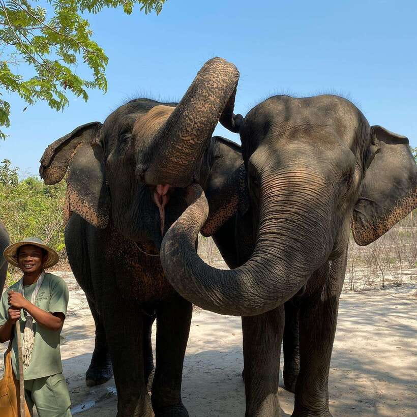 Siem Reap: Kulen Elephant Forest & Tonlesap Lake - The jungle trek: 2 kilometers that still feel like the tropics