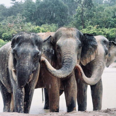 Siem Reap: Kulen Elephant Forest & Tonlesap Lake - Walking with elephants: close, but follow the rules