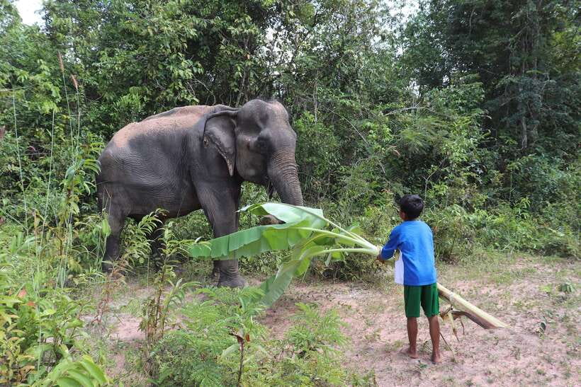 Siem Reap: Kulen Elephant Forest & Tonlesap Lake - Kompong Phluk on Tonle Sap: stilt houses, floating life, and canoe time