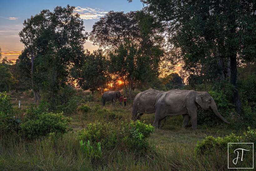 Siem Reap: Kulen Elephant Forest & Tonlesap Lake - Price and value check: does $217 per person make sense?