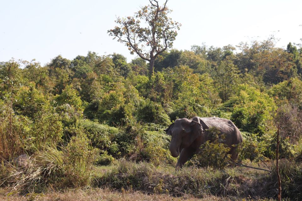 Siem Reap: Kulen Elephant Forest & Tonlesap Lake - The guide makes a difference: names you may run into