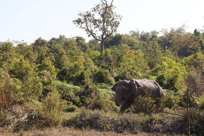 Siem Reap: Kulen Elephant Forest & Tonlesap Lake - What to bring (and what to skip)