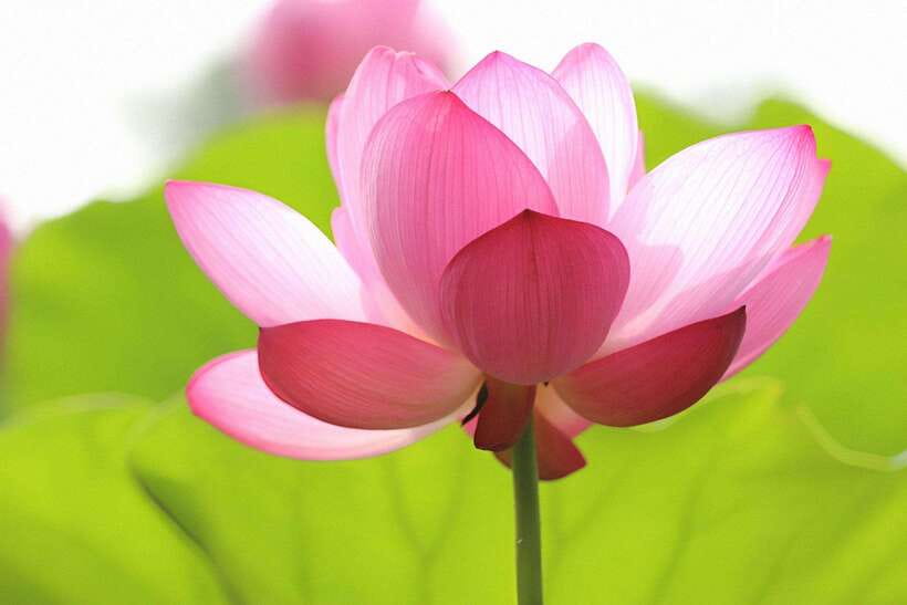 Siem Reap Lotus Silk Farm Discovery tour & Lake experience - Key things that make this tour worth your time