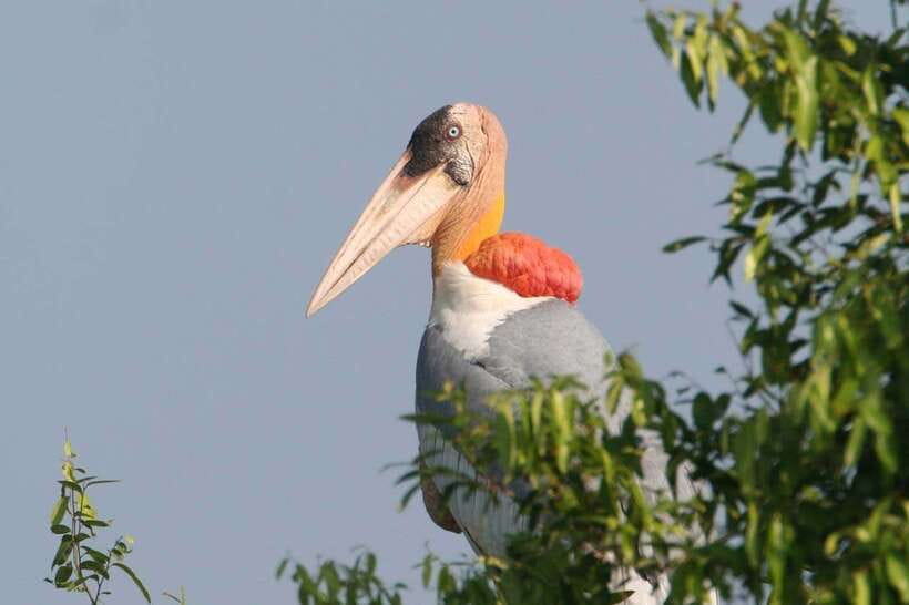 Siem Reap: Prek Toal Tonle Sap Biosphere Reserve Tour - Key things I’d zero in on before you go