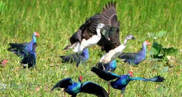 Siem Reap: Prek Toal Tonle Sap Biosphere Reserve Tour - Why Prek Toal is a birdwatching magnet on Tonlé Sap