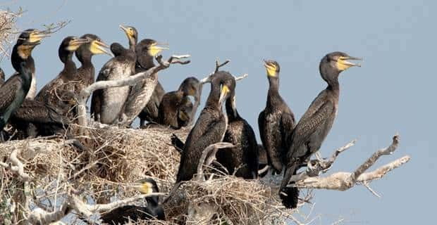 Siem Reap: Prek Toal Tonle Sap Biosphere Reserve Tour - Inside the Tonlé Sap Bird Sanctuary at Prek Toal