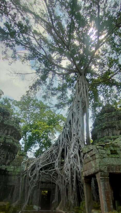 Siem Reap Private Tour: Angkor Wat Sunrise And Banteay Srei - Sunrise at Angkor Wat: the moat reflection moment