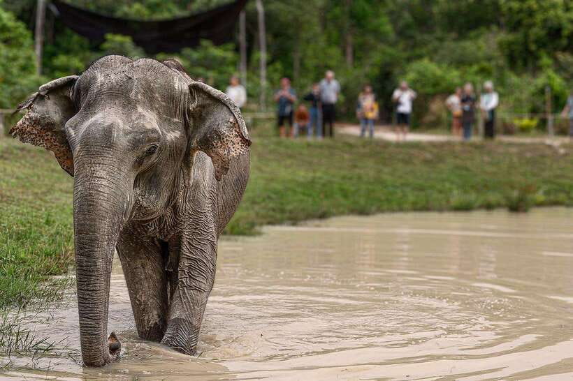 Siem Reap: Small Group Tour of Kulen Elephant Forest - Should You Book This Kulen Elephant Forest Tour?