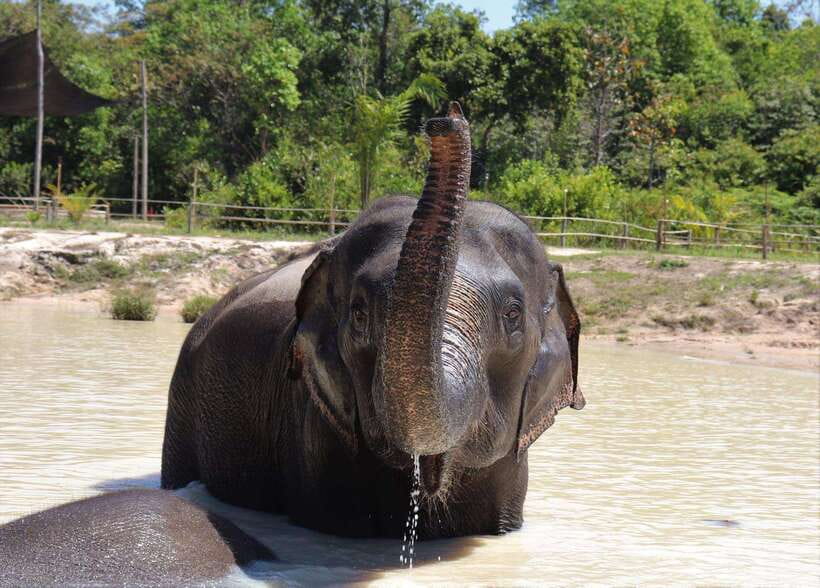 Siem Reap: Small Group Tour of Kulen Elephant Forest - Kulen Elephant Forest: What Makes This Elephant Time Work