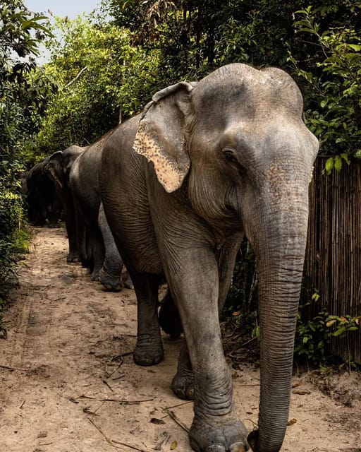 Siem Reap: Small Group Tour of Kulen Elephant Forest - Price and Value at $96: What You’re Actually Buying