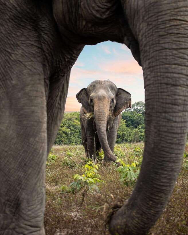 Siem Reap: Small Group Tour of Kulen Elephant Forest - Who This Tour Suits Best (and Who Should Think Twice)